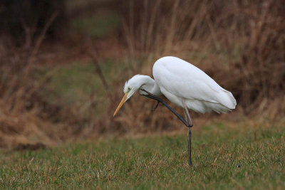 Great white egret Egretta alba velika bela aplja_MG_5211-11.jpg