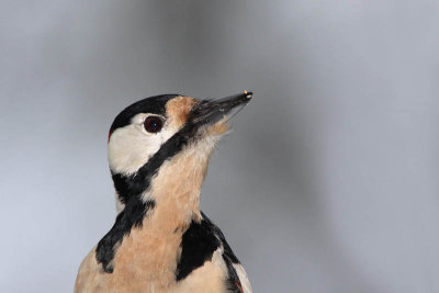 Great spotted woodpecker Dendrocops major veliki detel_MG_5604-11.jpg