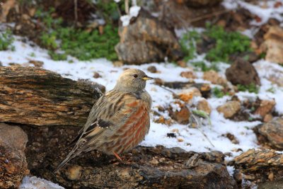 Alpine accentor Prunella collaris planinska pevka_MG_4959-11.jpg