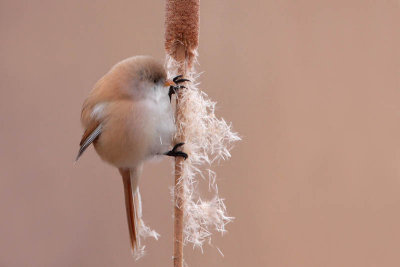 Bearded tit Panurus biarmicus brkata sinica_MG_4692-11.jpg