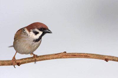 Tree sparrow Passer montanus poljski vrabec_MG_5763-11.jpg