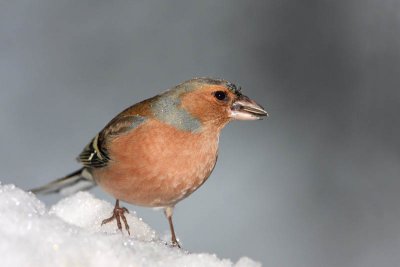 Chaffinch Fringilla coelebs inkavec_MG_5483-11.jpg