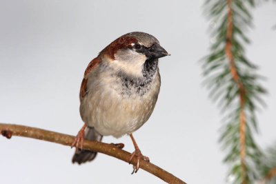 House sparrow Passer domesticus domači vrabec_MG_5715-11.jpg
