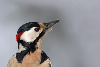 Great spotted woodpecker Dendrocops major veliki detel_MG_5605-11.jpg