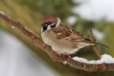 Tree sparrow Passer montanus poljski vrabec_MG_5419-11.jpg