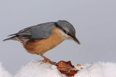 Eurasian nuthatch  Sitta europaea brglez_MG_5380-11.jpg