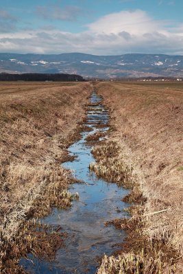 Drainage ditch melioracijski kanal Dravsko polje_MG_7708-11.jpg