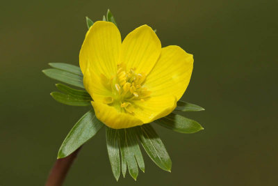 Eranthis hyemalis navadna jarica_MG_6069-11.jpg