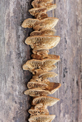 Wood fungi lesne gobe_MG_6155-11.jpg