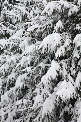Snow on branches sneg na vejah_MG_6407-11.jpg