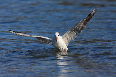 Black-headed gull Larus ridibundus rečni galeb_MG_7136-11.jpg