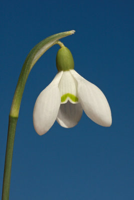 snowflake_leucojum