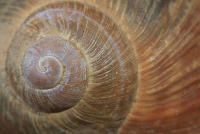 Roman snail Helix pomatia veliki vrtni pol_MG_6547-11.jpg