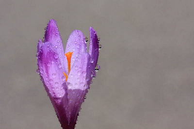Spring crocus Crocus vernus vernus pomladanski afran_MG_6850-11.jpg