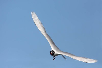 Mediterranean gull Larus melanocephalus rnoglavi galeb_MG_7126-11.jpg