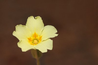 Primrose Primula vulgaris trobentica_MG_6193-11.jpg