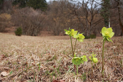 Helleborus odorus blagodiei teloh_MG_7783-11.jpg