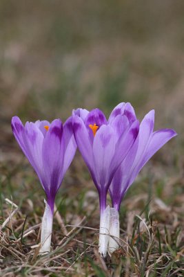 Spring crocus Crocus vernus vernus pomladanski afran_MG_8061-11.jpg