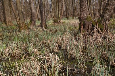 Alder swamp forest poplavni gozd rne jele_MG_8306-11.jpg