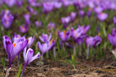 Spring crocus Crocus vernus vernus pomladanski afran_MG_8083-11.jpg