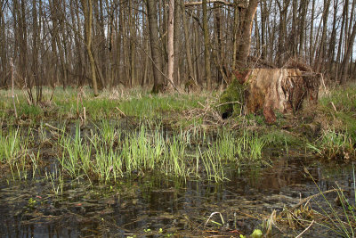 Alder swamp forest poplavni gozd rne jele_MG_8309-11.jpg