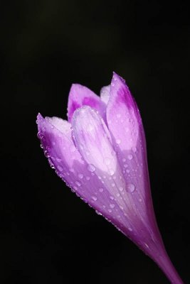 Spring crocus Crocus vernus vernus pomladanski afran_MG_6765-11.jpg