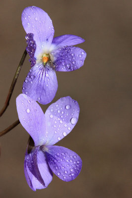 Hairy violet  Viola hirta srhkodlakava vijolica_MG_8609-11.jpg
