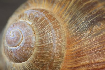 Roman snail Helix pomatia veliki vrtni pol_MG_6534-11.jpg