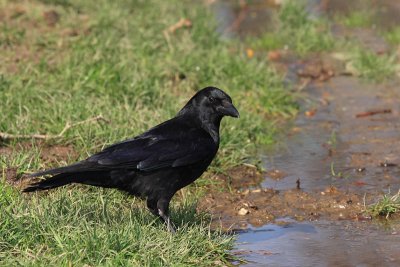 Carrion crow Corvus corone rna vrana_MG_9476-11.jpg