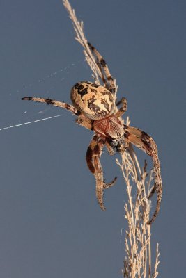 Garden spider  Araneus krievec_MG_0075-11.jpg