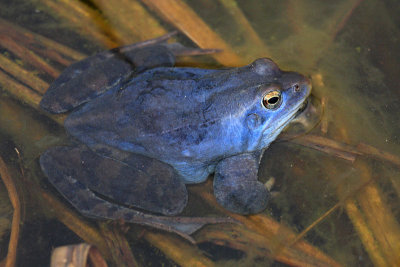 Moor frog Rana arvalis plavček_MG_9222-11.jpg