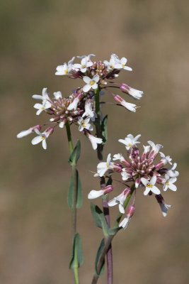 Thlaspi praecox rani monjak_MG_9062-11.jpg