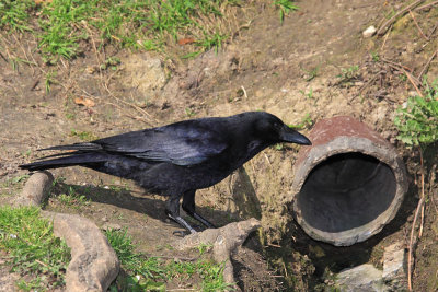 Carrion crow Corvus corone rna vrana_MG_9424-11.jpg