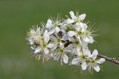 Blackthorn Prunus spinosa črni trn_MG_00171-11.jpg