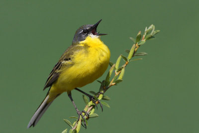 Yellow wagtail Motacilla flava rumena pastirica_MG_9876-11.jpg