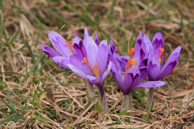 Spring crocus Crocus vernus vernus pomladanski afran_MG_8070-11.jpg