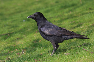 Carrion crow Corvus corone rna vrana_MG_9504-11.jpg