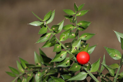 Butcher's broom Ruscus aculeatus bodeča lobodika_MG_9069-11.jpg