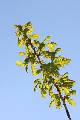 English oak Quercus robur hrast dob_MG_0555-11.jpg