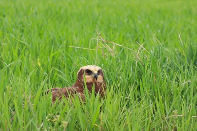 Eurasian marsh harrier Circus aeruginosus rjavi lunj_MG_0889-11.jpg