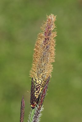 Carex elata togi a_MG_9880-11.jpg