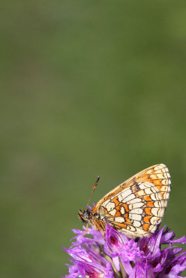 Heath fritillary Melitaea athalia navadni pisanek_MG_1803-11.jpg