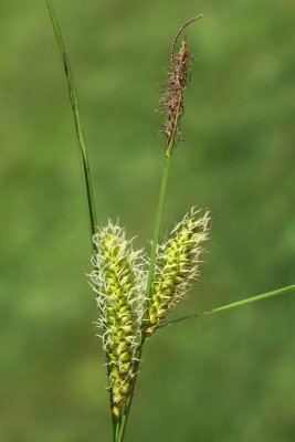 Blister sedge Carex vesicaria mehurjasti a_MG_0284-11.jpg