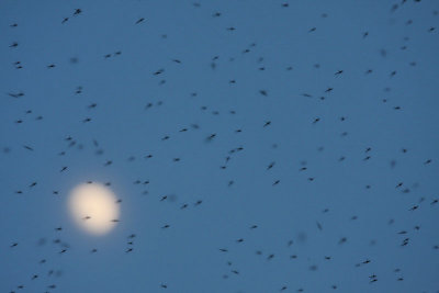 Swarming and moon rojenje in luna_MG_2081-11.jpg