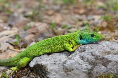 Western green lizard Lacerta bilineata zahodnoevropski zelenec_MG_2530-11.jpg