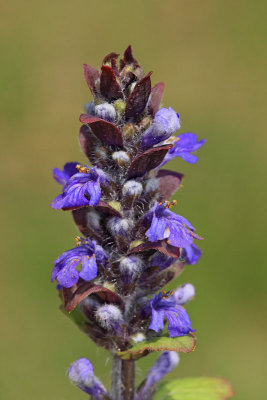  Bugleweed  Ajuga reptans plazei skrenik_MG_0679-11.jpg