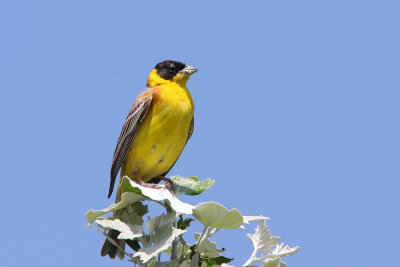 Black-headed Bunting Emberiza melanocephala rnoglavi strnad_MG_0477-11.jpg