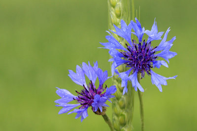 Cornflower Centaurea cyanus modri glavinec plavica_MG_9843-11.jpg