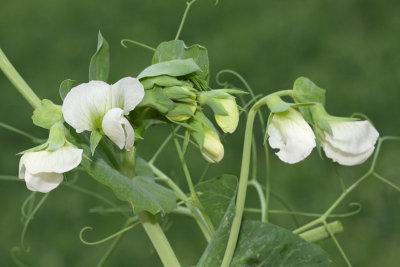 Pea Pisum sativum grah_MG_9744-11.jpg