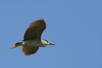 Black-crowned night heron Nycticorax nycticorax kvakač_MG_9940-11.jpg